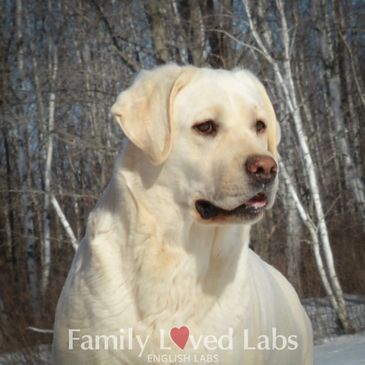 English White Lab Puppies  Family Loved Labs